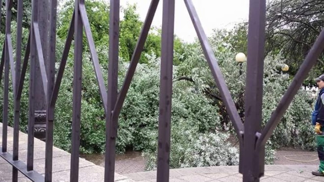 Estado de árboles en el parque de Astorga (Yolanda Pereira Garcia )