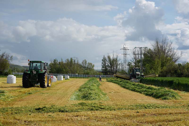 Campo de cultivo